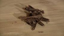 copeaux chocolat